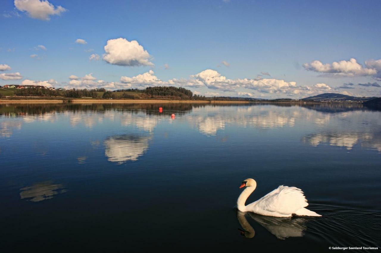 Pp-Camping Wallersee Seekirchen am Wallersee Eksteriør billede